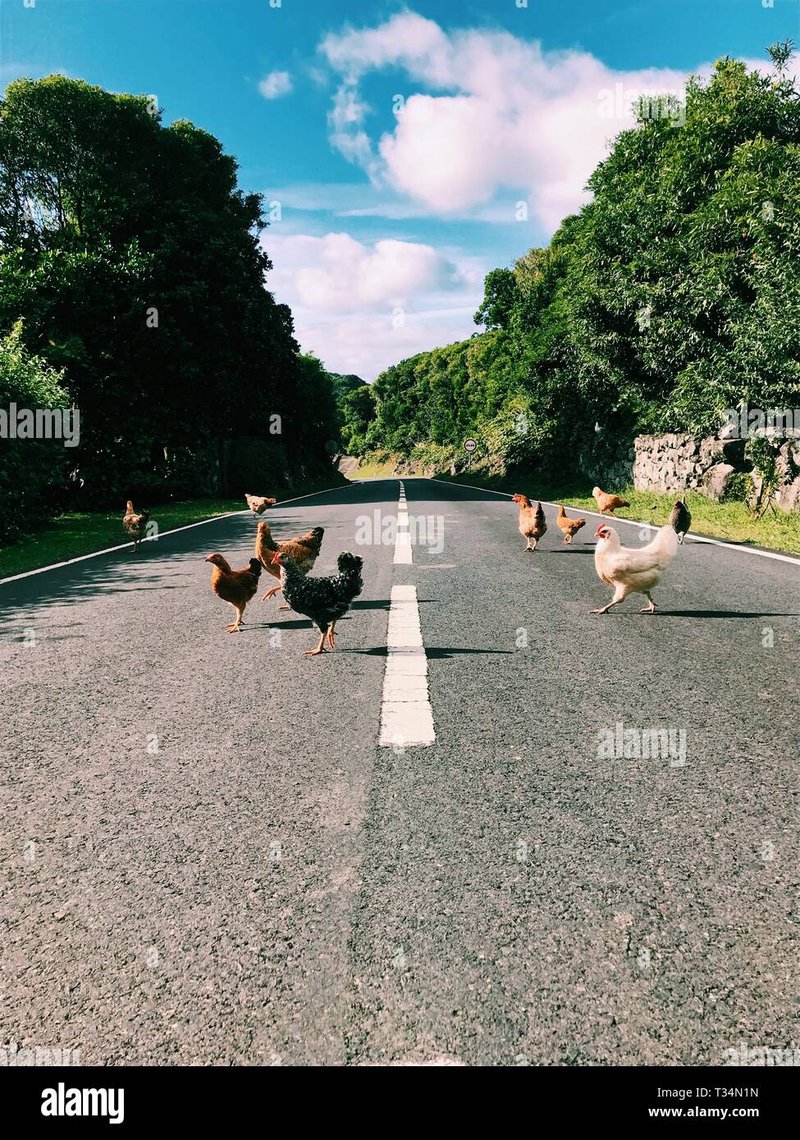 Chicken road nederland, chicken road